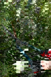 Close up of a gardener using hedge trimmers.